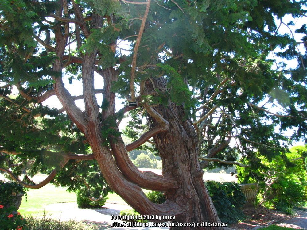 Photo of Hinoki Cypress (Chamaecyparis obtusa) uploaded by tarev