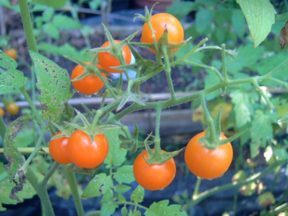 Photo of Tomato (Solanum lycopersicum 'Sungold') uploaded by pod