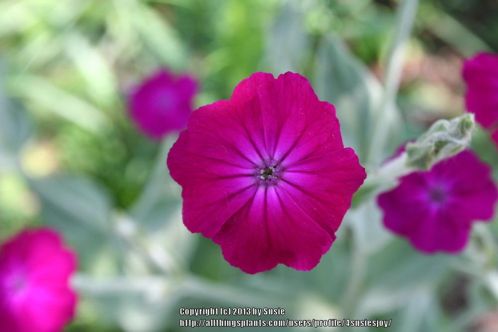 Photo of Rose Campion (Silene coronaria) uploaded by 4susiesjoy