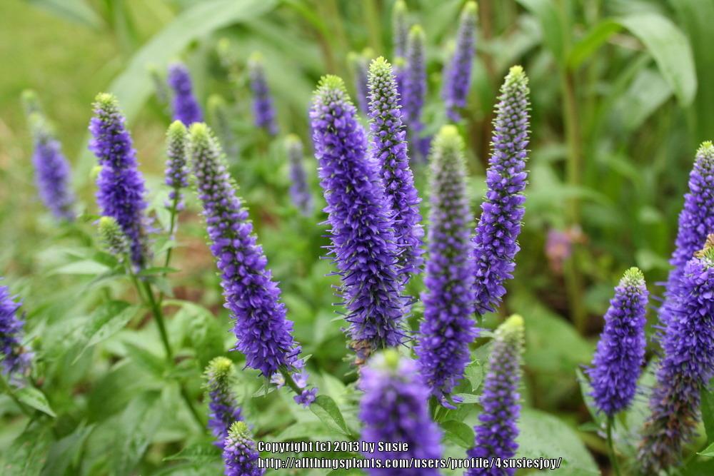 Veronicas Plant Care and Collection of Varieties