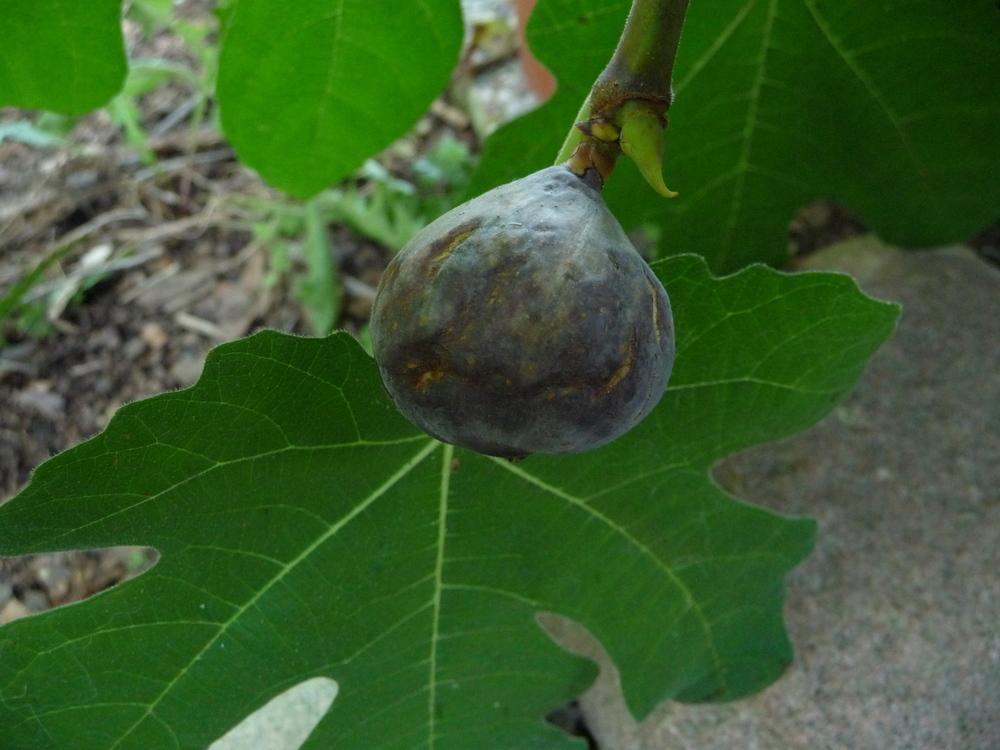 Photo of Common Fig (Ficus carica 'Brown Turkey') uploaded by gardengus