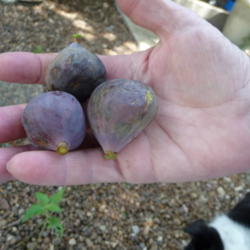 Location: Indiana zone 5
Date: 2013-07-12
picked from a potted fig tree
