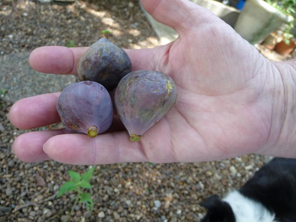 Photo of Common Fig (Ficus carica 'Brown Turkey') uploaded by gardengus