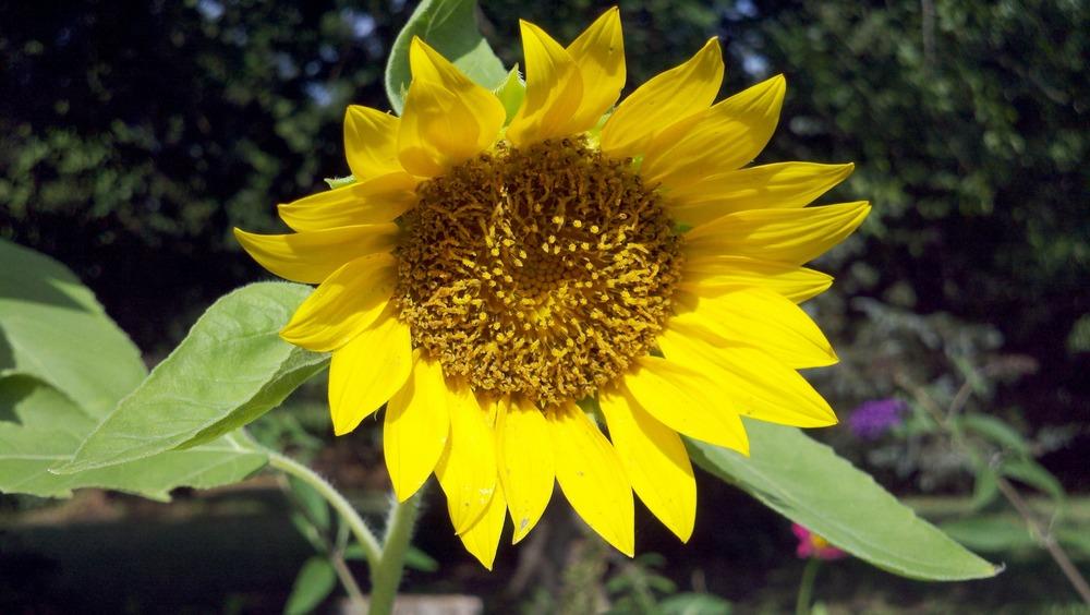 Photo of Sunflowers (Helianthus annuus) uploaded by sarahbugw