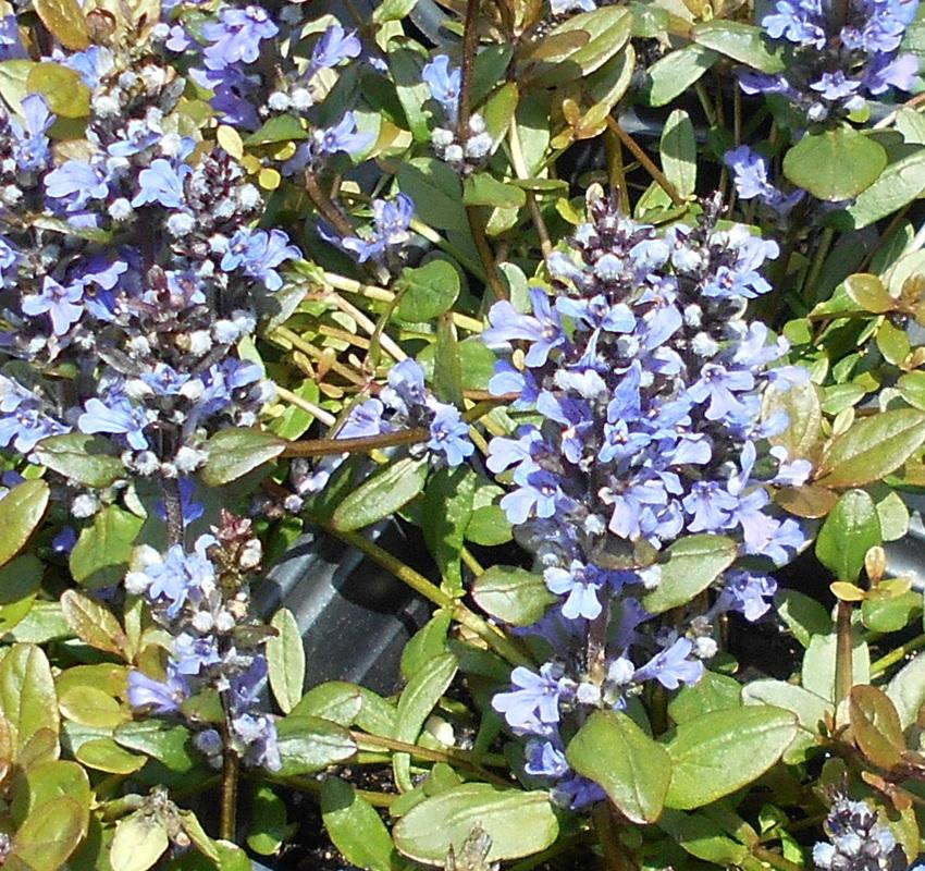 Photo of Bugleweed (Ajuga reptans Chocolate Chip) uploaded by vic