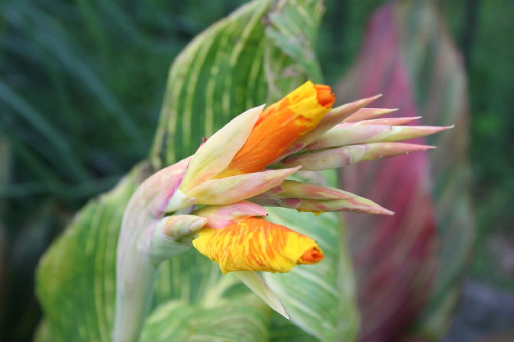 Photo of Cannas (Canna) uploaded by TennesseeDave
