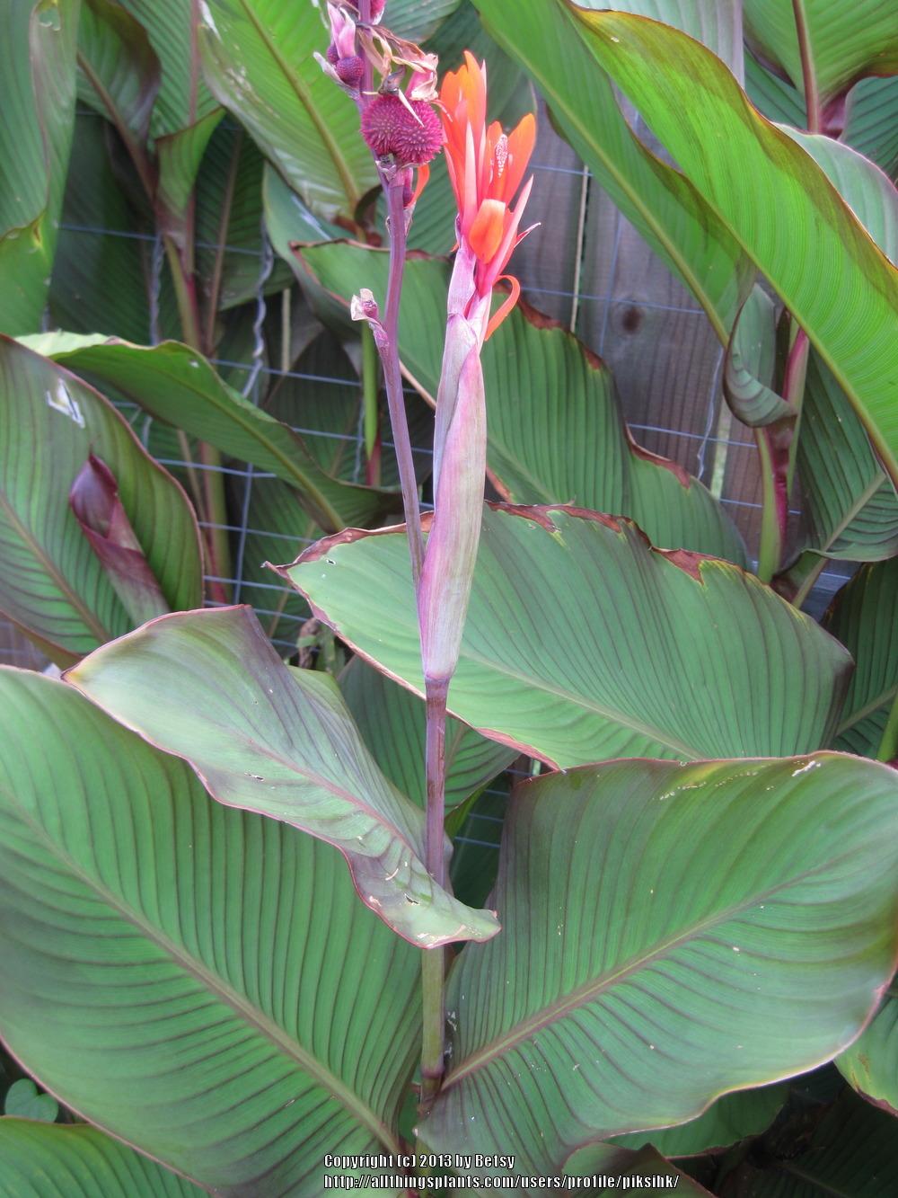 Photo of Cannas (Canna) uploaded by piksihk