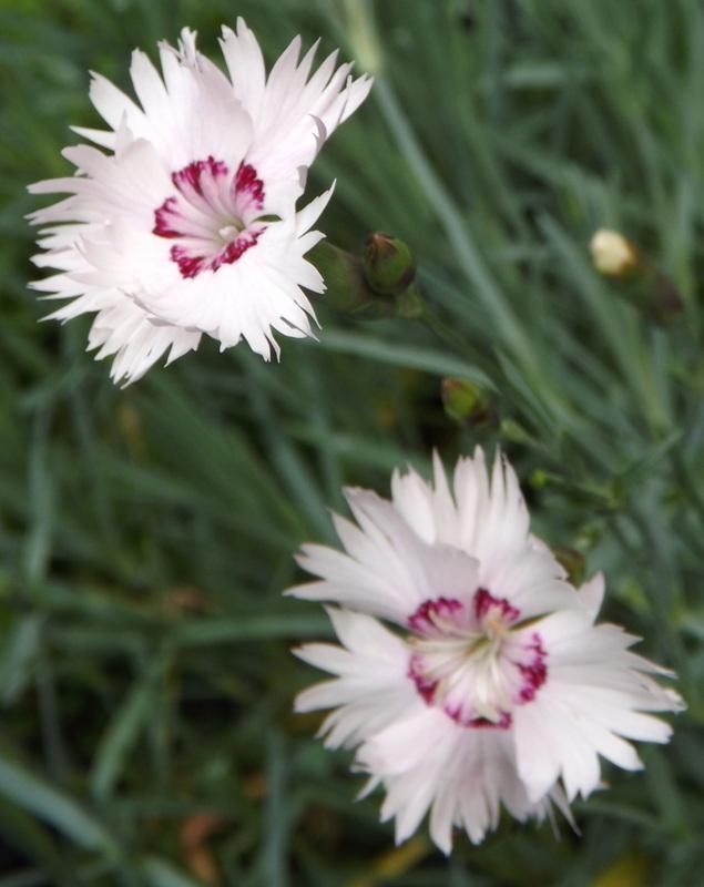 Photo of Dianthus uploaded by vic