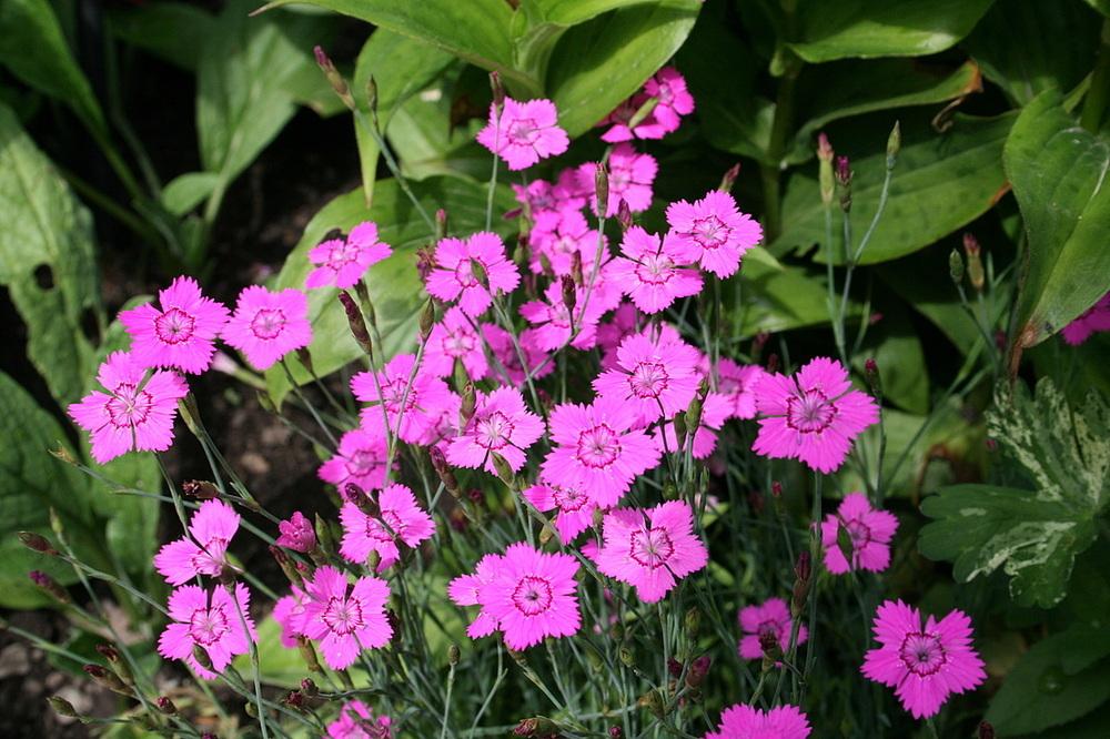 Photo of Maiden Pink (Dianthus deltoides) uploaded by vic