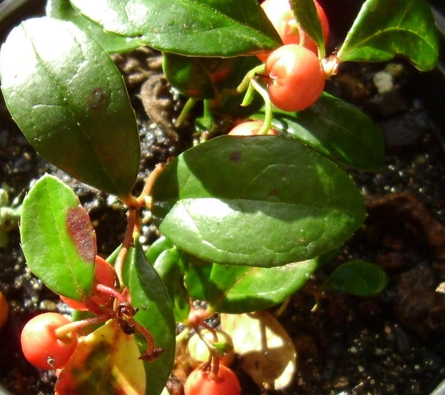 Photo of Wintergreen (Gaultheria procumbens) uploaded by vic