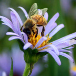 
Date: 2013-07-19
#Pollination  #Bee