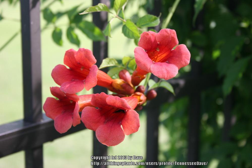 Photo of Trumpet Vine (Campsis radicans) uploaded by TennesseeDave