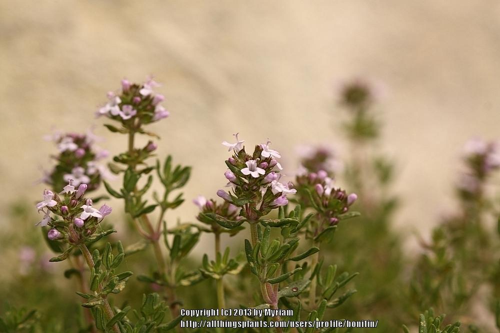 Thymes Plant Care and Collection of Varieties