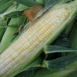 Sweet Corn growing guide