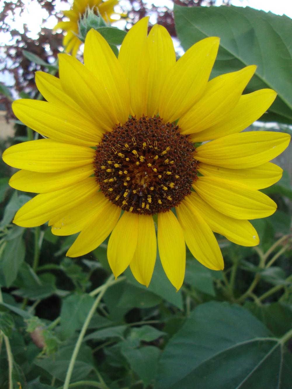 Photo of Sunflowers (Helianthus annuus) uploaded by Paul2032