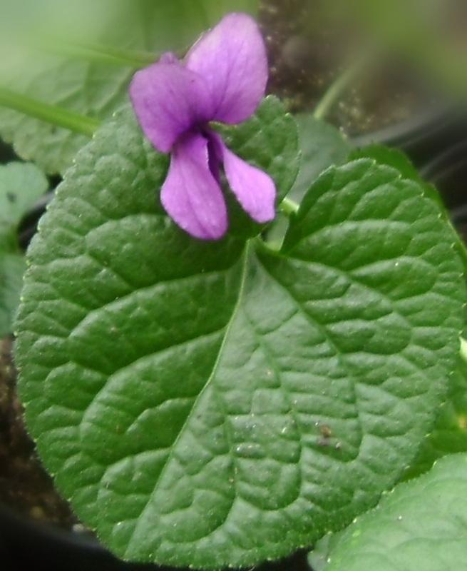 Photo of Sweet Violet (Viola odorata) uploaded by vic