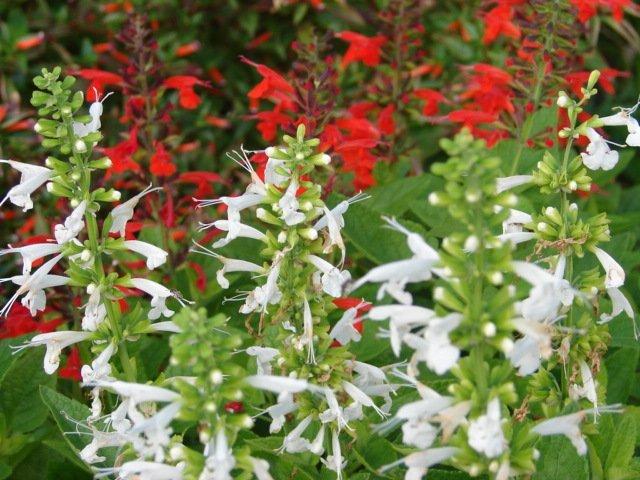 Photo of Hummingbird Sage (Salvia coccinea 'Snow Nymph') uploaded by vic
