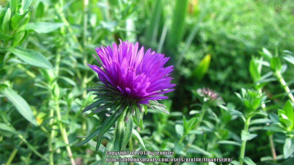 Photo of New England Aster (Symphyotrichum novae-angliae 'Purple Dome') uploaded by flowersrjen