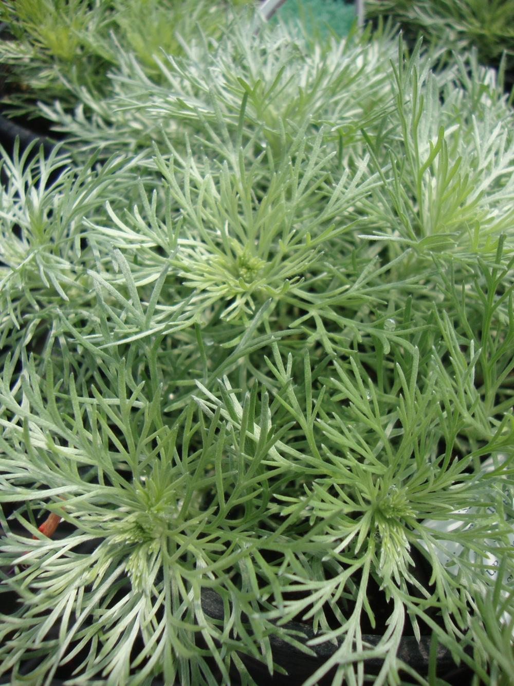 Photo of Silvermound Artemisia (Artemisia schmidtiana 'Silver Mound') uploaded by Paul2032