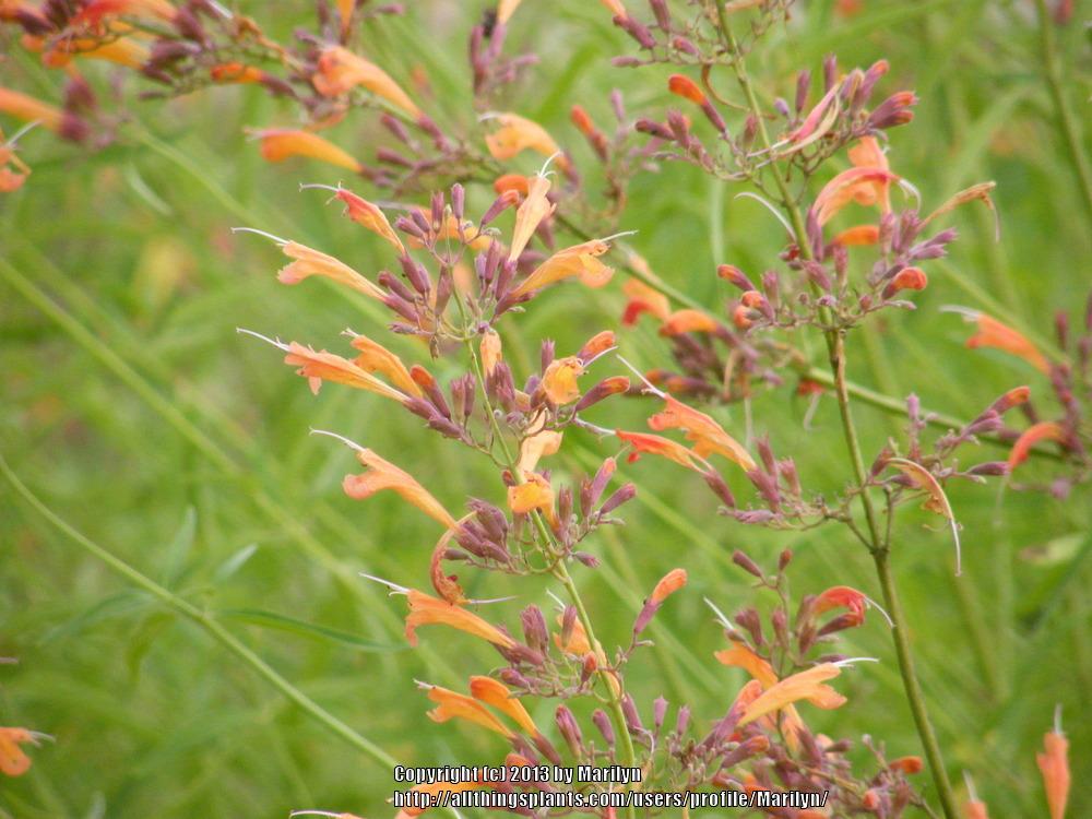 Photo of Anise Hyssops (Agastache) uploaded by Marilyn