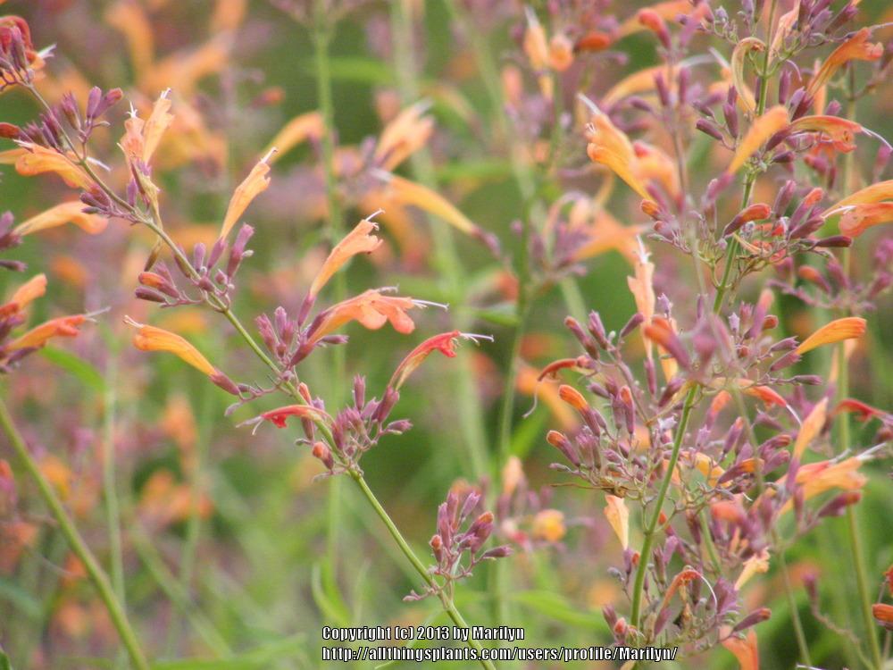 Photo of Anise Hyssops (Agastache) uploaded by Marilyn