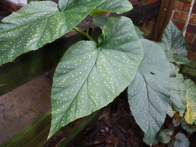 Photo of Cane Begonia (Begonia coccinea) uploaded by gingin