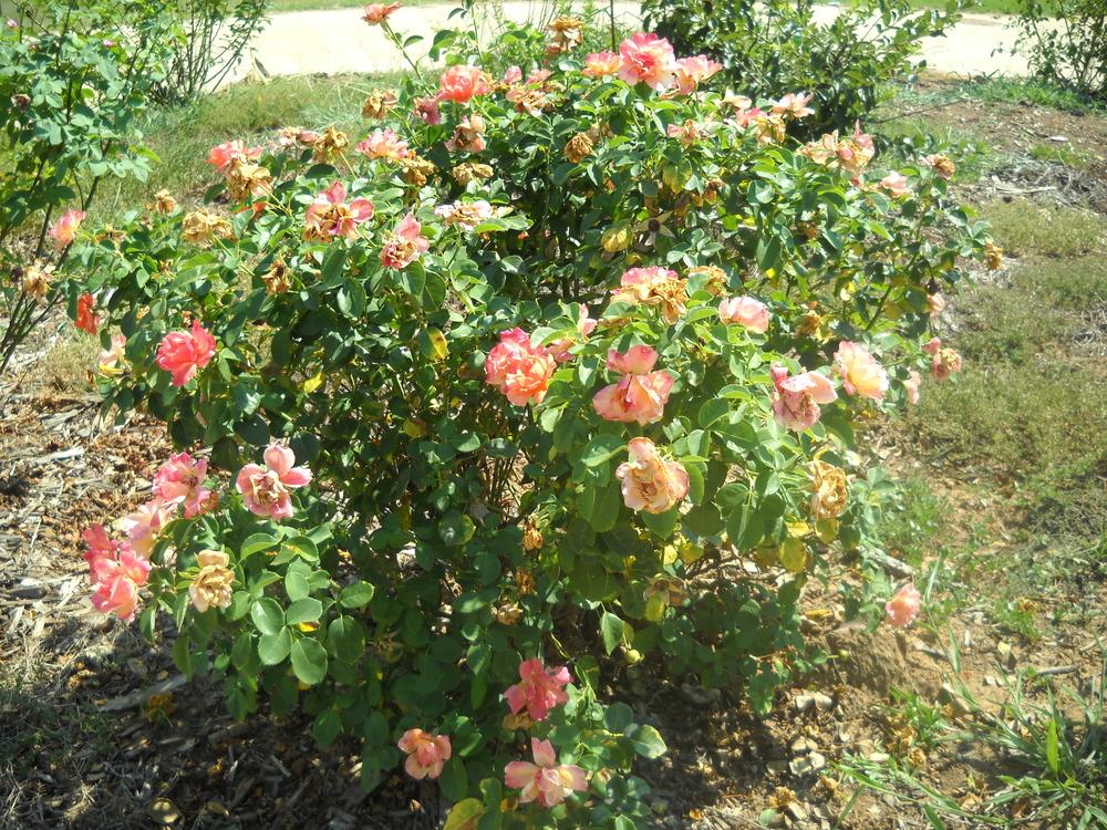 Photo of Rose (Rosa 'Easy Does It') uploaded by Katie