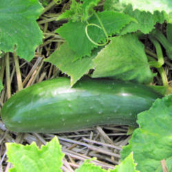 Location: My Veggie Patch
Date: August 19, 2013
Muncher Cucumber On Vine