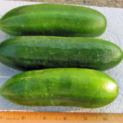 Location: My Veggie Patch
Date: August 19, 2013
Medium Size Fruits Fresh From Garden