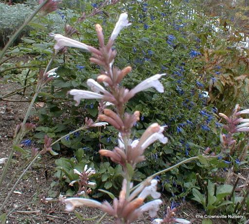 Photo of Hummingbird Mint (Agastache 'Pink Panther') uploaded by vic