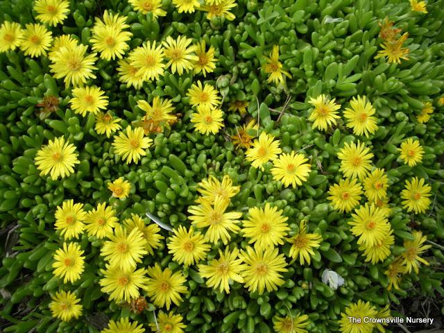 Photo of Yellow Ice Plant (Delosperma nubigenum) uploaded by vic