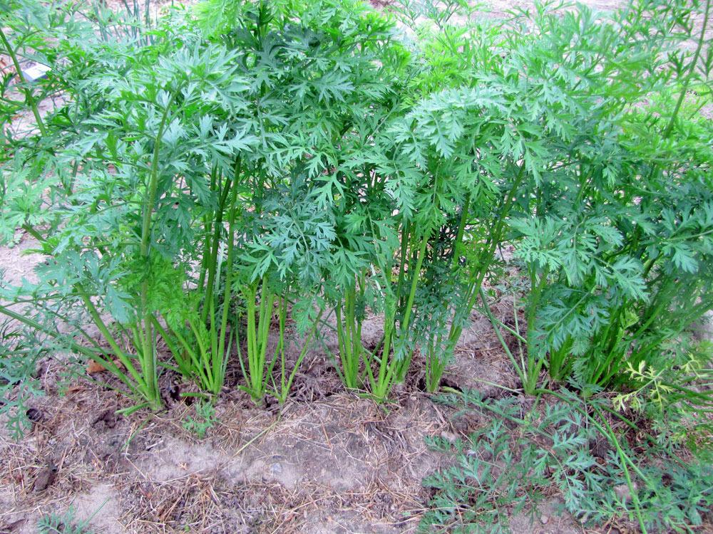 Carrots Plant Care and Collection of Varieties