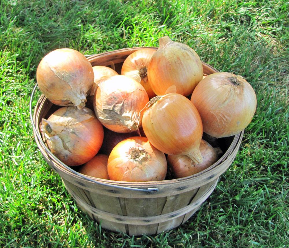 Photo of Onion (Allium cepa 'Copra') uploaded by TBGDN