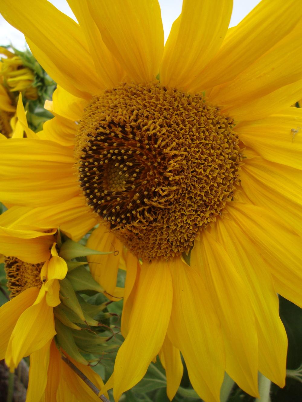 Photo of Sunflowers (Helianthus annuus) uploaded by Paul2032