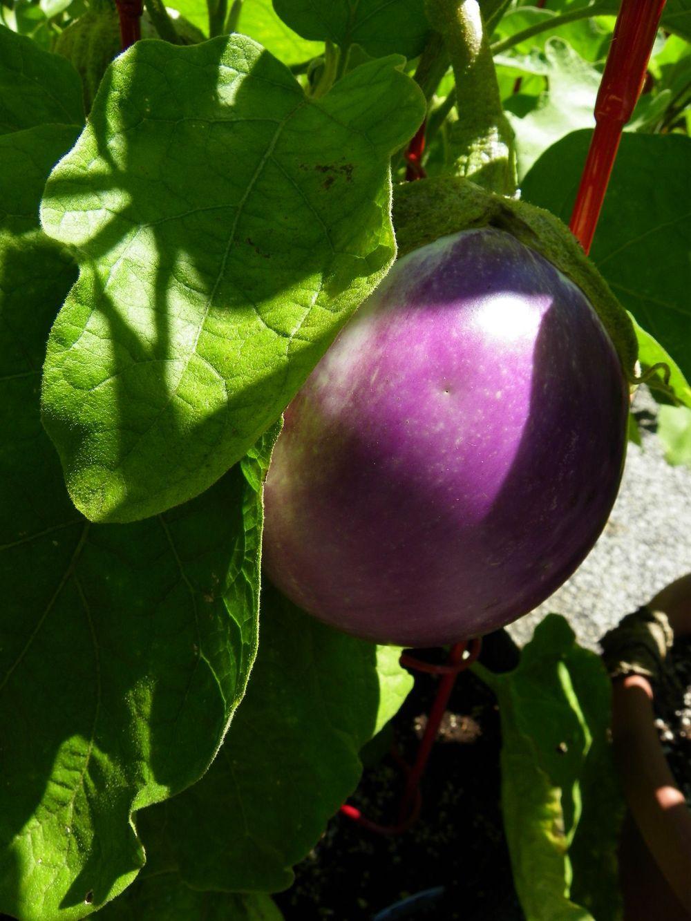 Photo of Eggplant (Solanum melongena 'Rosa Bianca') uploaded by Newyorkrita