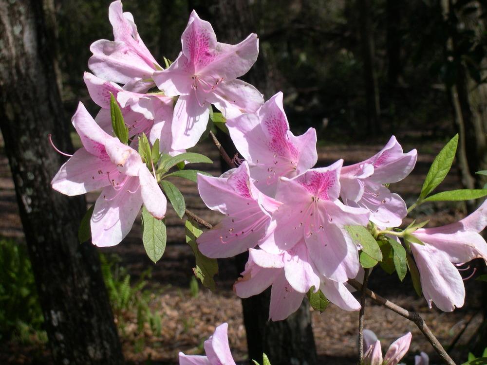 Photo of Rhododendrons (Rhododendron) uploaded by rocklady