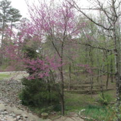 Location: Our Driveway - Hot Springs Village, AR
Date: 2013-04-10