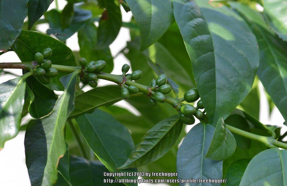 Photo of Coffee (Coffea arabica) uploaded by treehugger