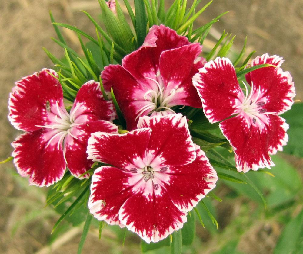 Dianthus Plant Care and Collection of Varieties
