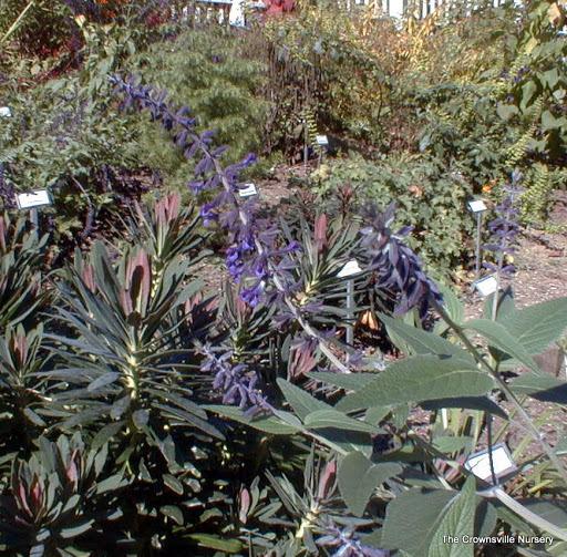 Photo of Sage (Salvia 'Anthony Parker') uploaded by vic
