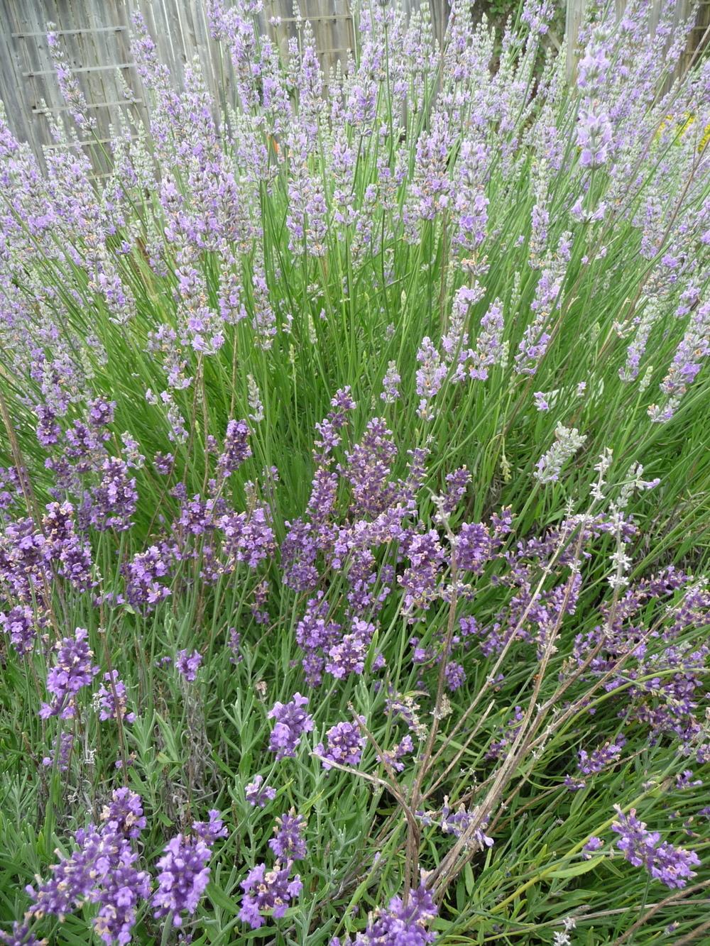 Photo of Lavenders (Lavandula) uploaded by gardengus