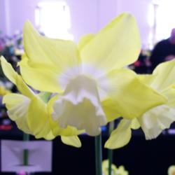Location: Claremont Daffodil  Show -Tasmania
Date: 14 SEPT 13