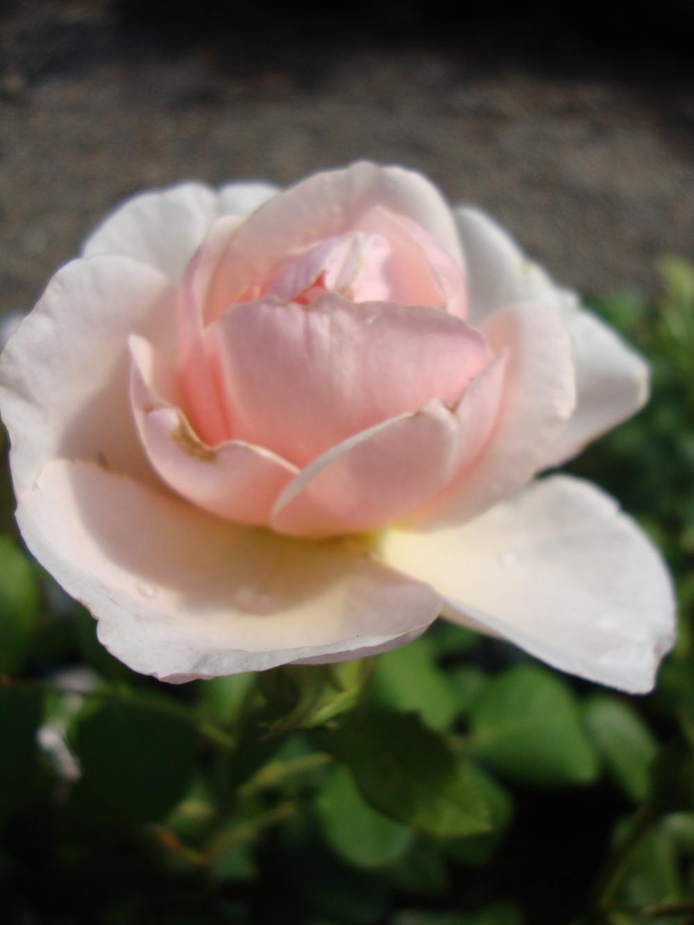 Photo of Rose (Rosa 'Heritage') uploaded by Paul2032