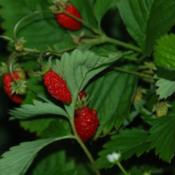 A low clump forming plant with a sweet, very intense strawberry f