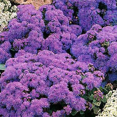 Photo of Floss Flower (Ageratum houstonianum) uploaded by vic