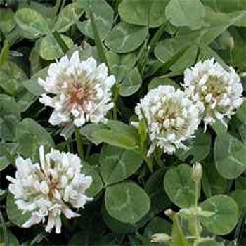 Photo of White Clover (Trifolium repens) uploaded by vic