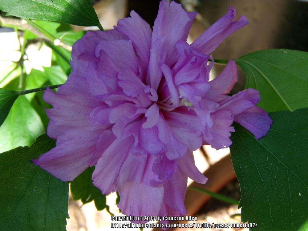 Photo of Roses of Sharon (Hibiscus syriacus) uploaded by TexasPlumeria87