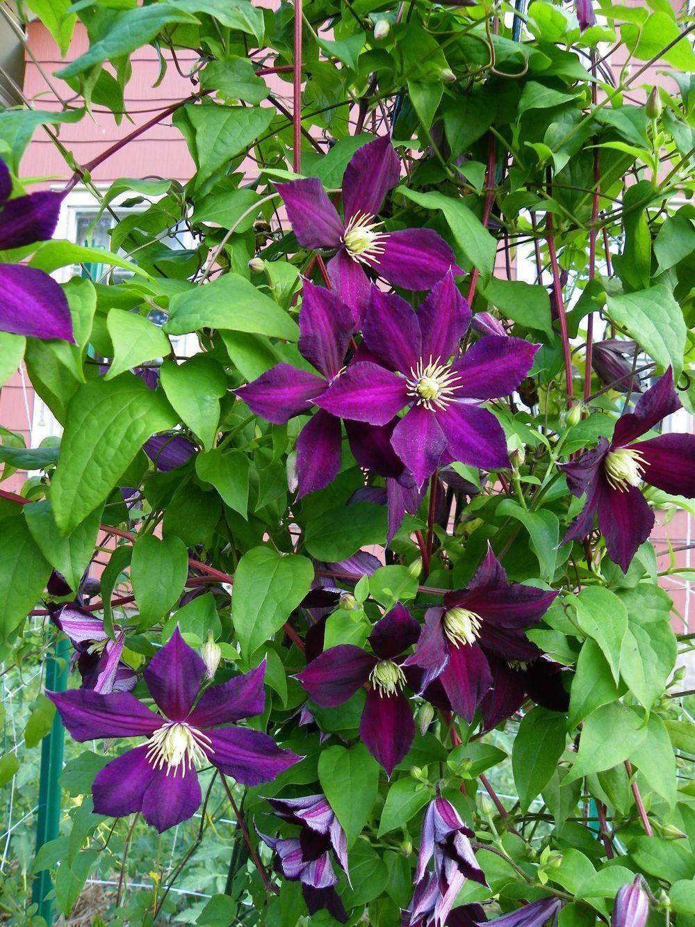 Photo of Clematis uploaded by Newyorkrita