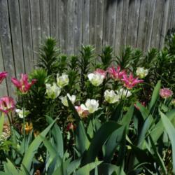 Location: Long Island, NY 
Date: 2013-05-07
vidiflora or green tulips blooming