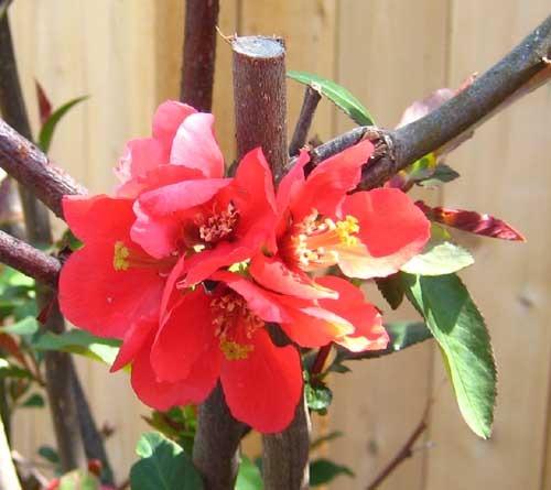 Photo of Flowering Quince (Chaenomeles japonica) uploaded by Natalie